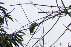Amazona farinosa