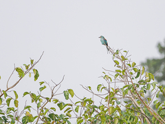 Coracias abyssinicus