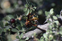 Polistes major