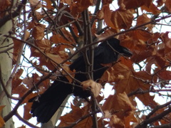 Corvus corone