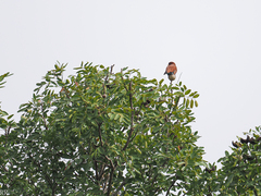 Eurystomus glaucurus