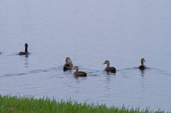 Anas platyrhynchos × fulvigula