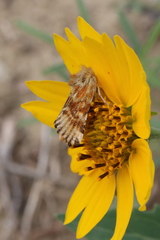 Pseudanthoecia tumida