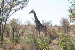 Giraffa camelopardalis