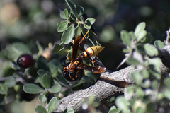 Polistes major