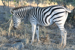 Equus quagga chapmani