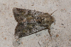 Polymixis lichenea