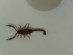 Pseudolychas ochraceus