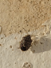 Holcogaster fibulata