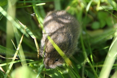Microtus agrestis