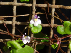 Cymbalaria muralis