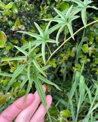 Dioscorea brachybotrya