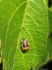 Harmonia