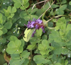 Leptophobia