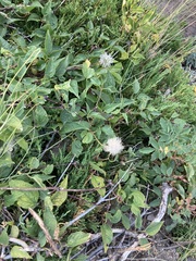 Clematis occidentalis grosseserrata