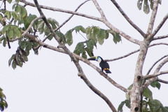 Ramphastos tucanus