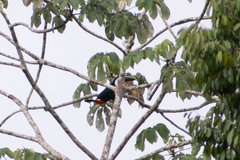 Ramphastos tucanus