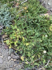 Clematis occidentalis grosseserrata