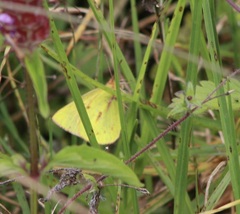 Colias dimera