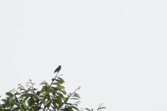 Chelidoptera tenebrosa