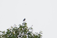 Chelidoptera tenebrosa