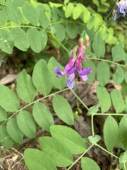 Lathyrus polyphyllus