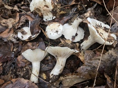 Hygrophorus subsordidus