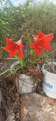Hippeastrum hybridum