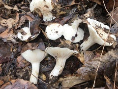 Hygrophorus subsordidus