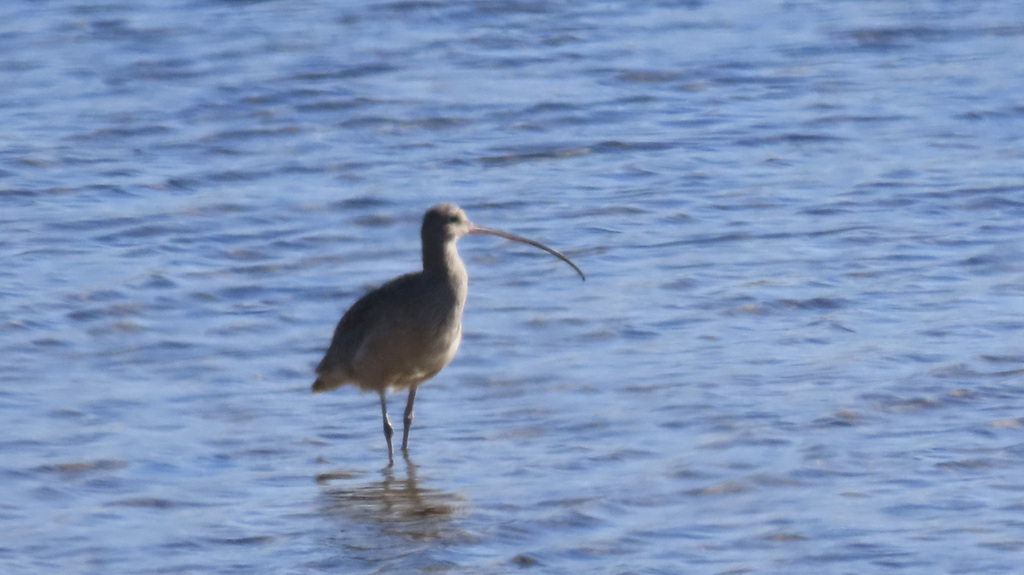Longbilled Curlew from Carlsbad, CA, USA on December 10, 2022 at 1050