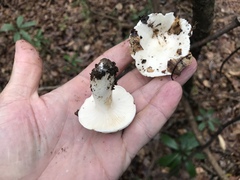 Hygrophorus subsordidus