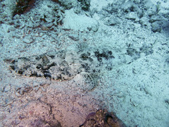 Papilloculiceps longiceps