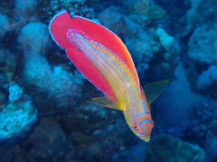 Paracheilinus octotaenia