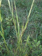Andropogon virginicus virginicus