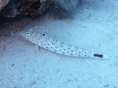 Parapercis hexophtalma