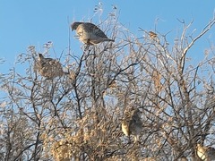 Tympanuchus phasianellus