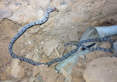 Toxicodryas adamanteus