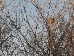 Tympanuchus phasianellus