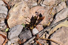 Polistes major