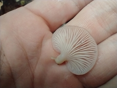 Scytinotus longinquus