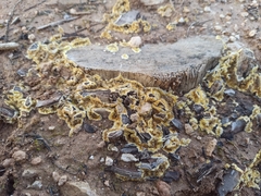Trichoderma sulphureum