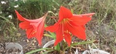 Hippeastrum hybridum