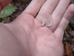 Scytinotus longinquus