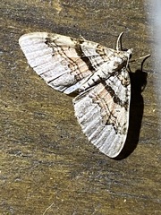 Xanthorhoe labradorensis