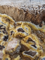 Trichoderma sulphureum