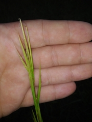 Andropogon virginicus virginicus