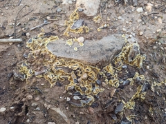 Trichoderma sulphureum