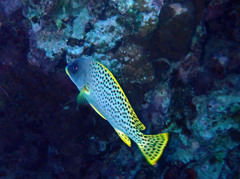 Plectorhinchus gaterinus