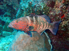 Plectropomus pessuliferus