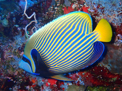 Pomacanthus imperator